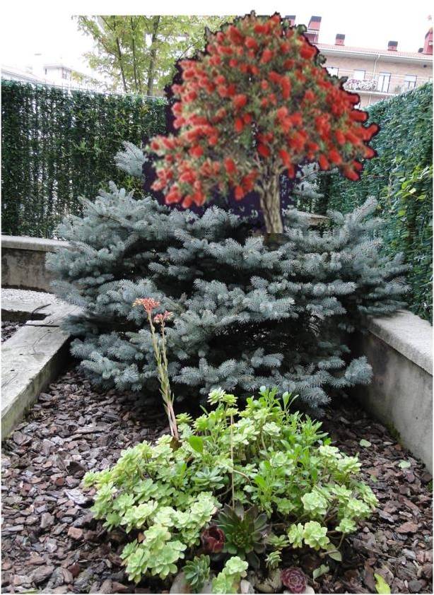 [Foto de planta, jardin, jardineria]