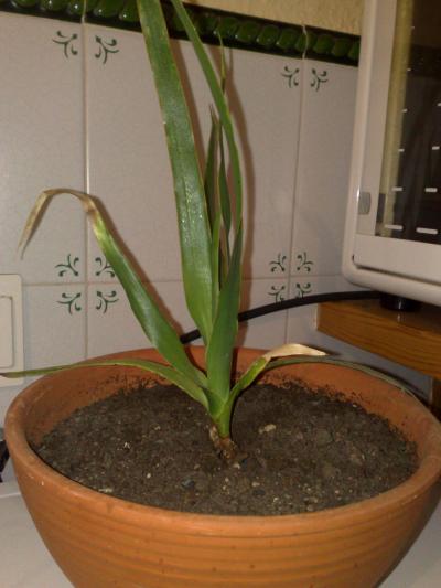 [Foto de planta, jardin, jardineria]