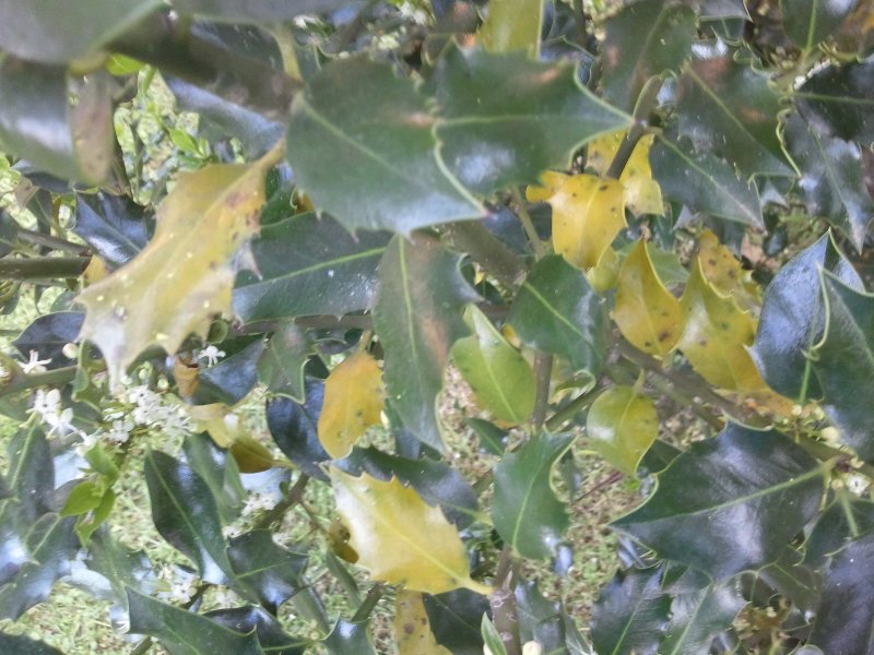 [Foto de planta, jardin, jardineria]