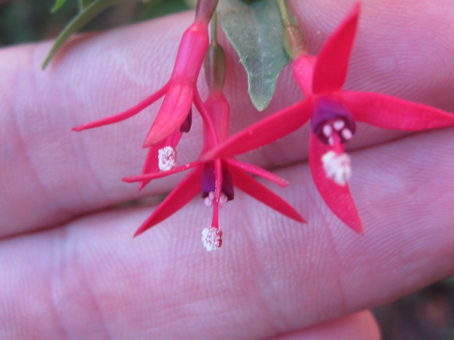 [Foto de planta, jardin, jardineria]