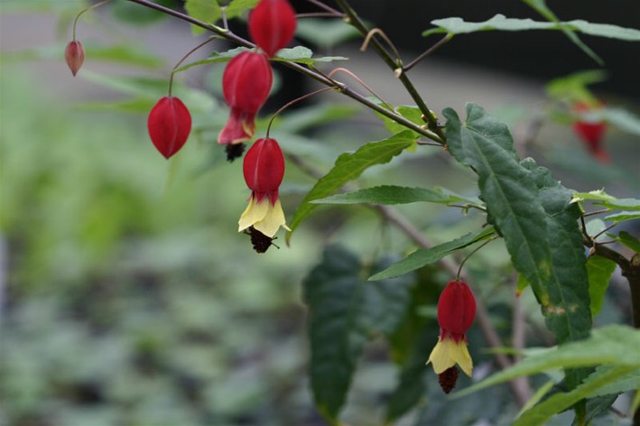 [Foto de planta, jardin, jardineria]