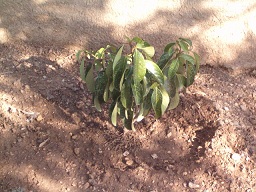[Foto de planta, jardin, jardineria]
