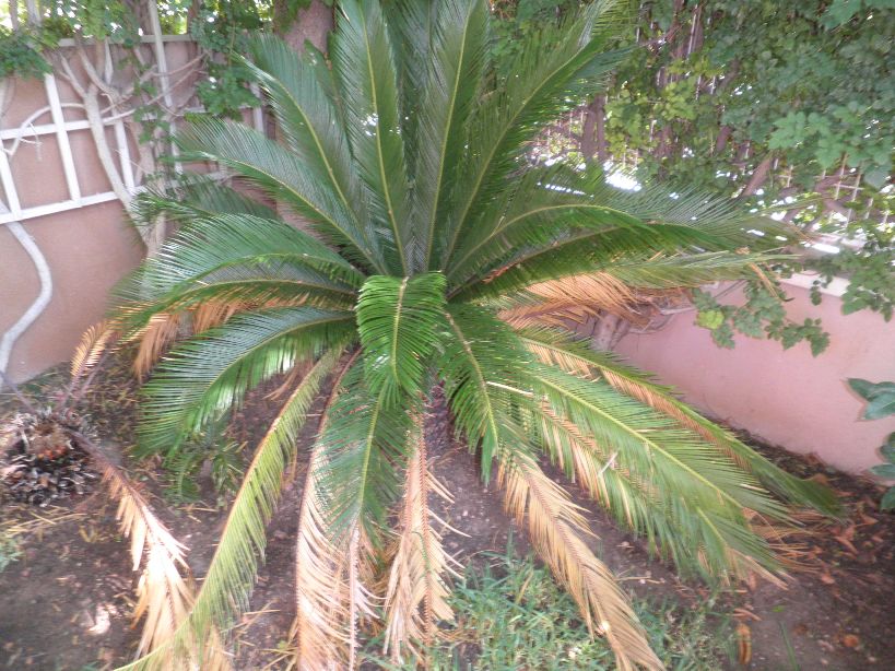 [Foto de planta, jardin, jardineria]