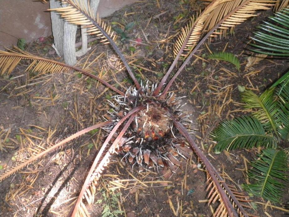 [Foto de planta, jardin, jardineria]