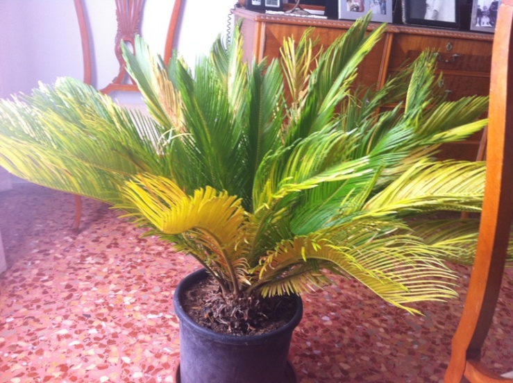 [Foto de planta, jardin, jardineria]
