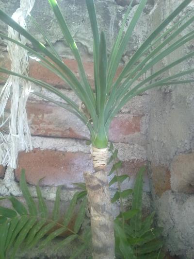 [Foto de planta, jardin, jardineria]