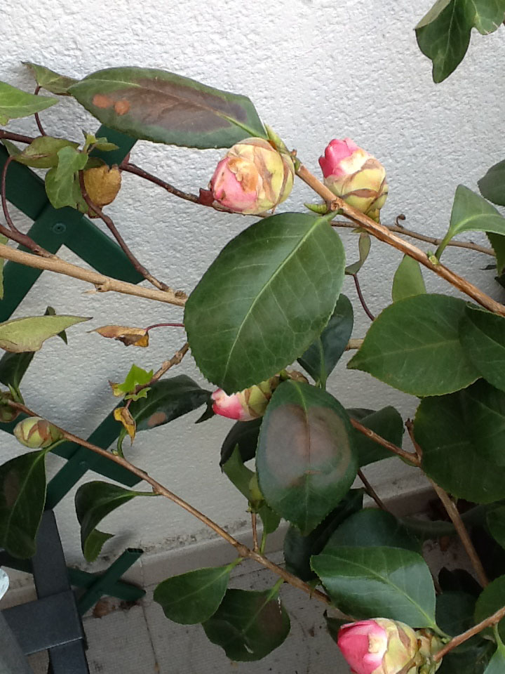 [Foto de planta, jardin, jardineria]