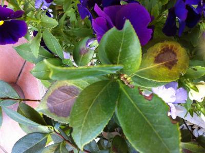 [Foto de planta, jardin, jardineria]