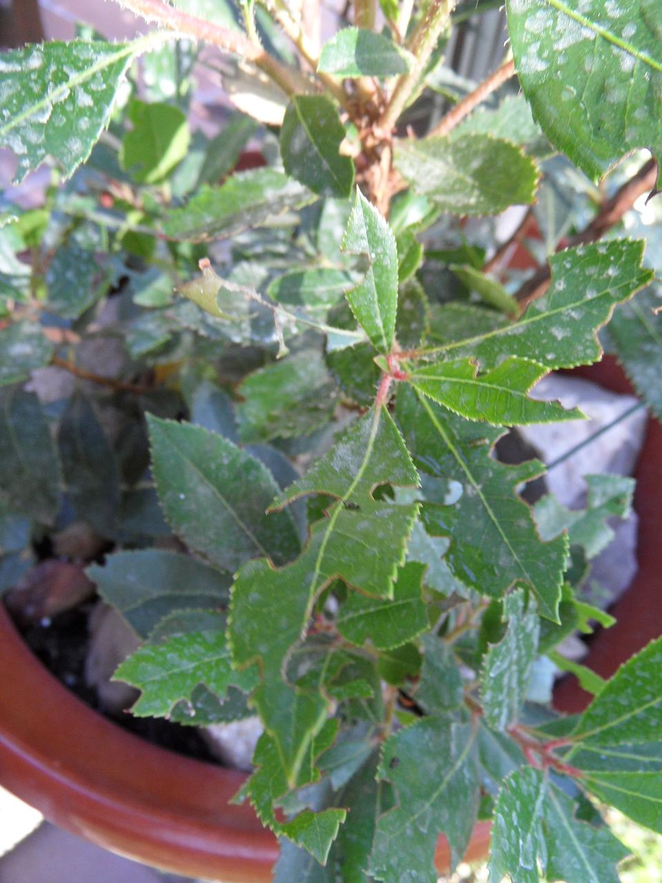 [Foto de planta, jardin, jardineria]