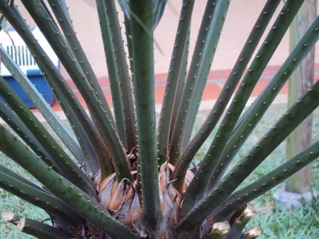 [Foto de planta, jardin, jardineria]