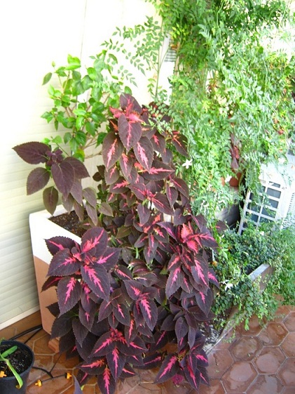 [Foto de planta, jardin, jardineria]