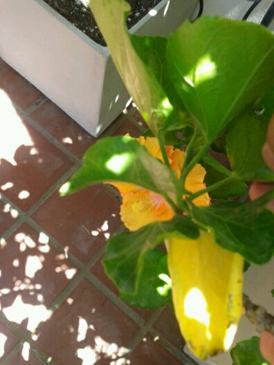 [Foto de planta, jardin, jardineria]