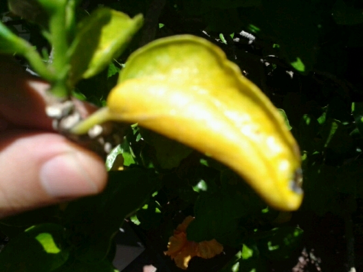 [Foto de planta, jardin, jardineria]