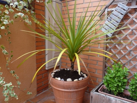 [Foto de planta, jardin, jardineria]