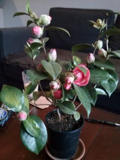 [Foto de planta, jardin, jardineria]