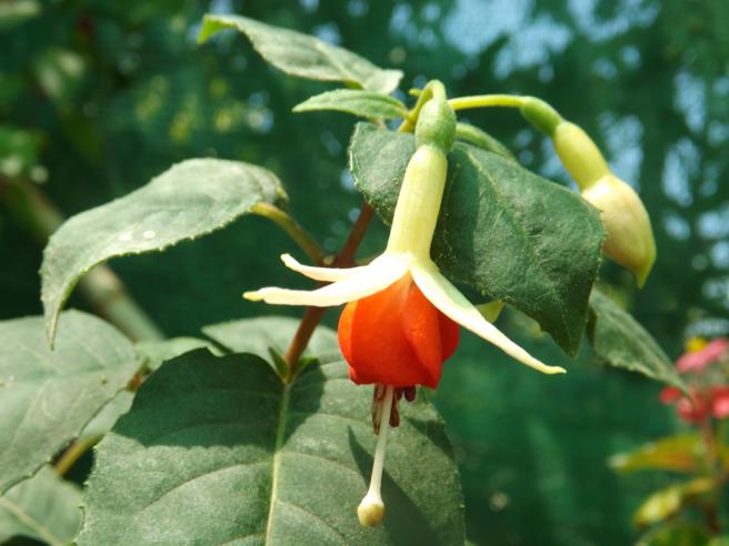 [Foto de planta, jardin, jardineria]