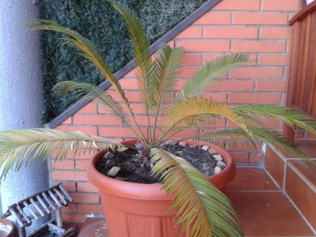 [Foto de planta, jardin, jardineria]