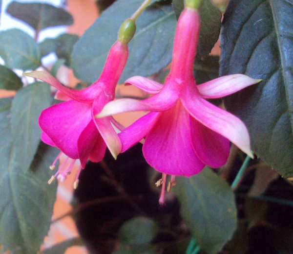 [Foto de planta, jardin, jardineria]