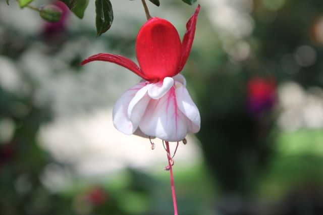 [Foto de planta, jardin, jardineria]