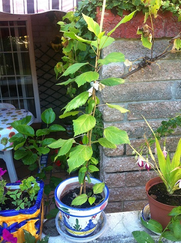 [Foto de planta, jardin, jardineria]