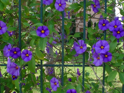 [Foto de planta, jardin, jardineria]