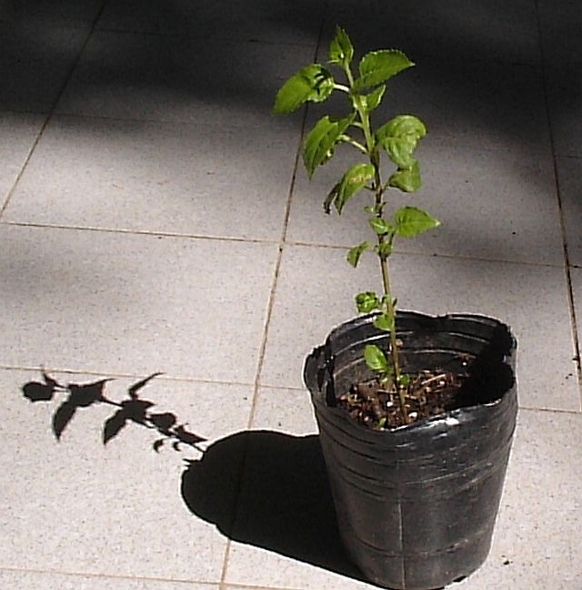 [Foto de planta, jardin, jardineria]