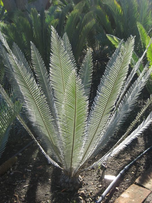 [Foto de planta, jardin, jardineria]