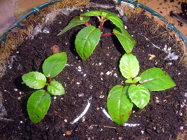 [Foto de planta, jardin, jardineria]