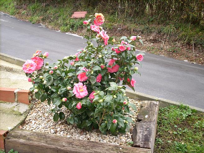 [Foto de planta, jardin, jardineria]