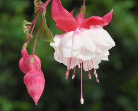 [Foto de planta, jardin, jardineria]