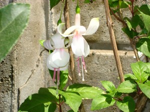 [Foto de planta, jardin, jardineria]