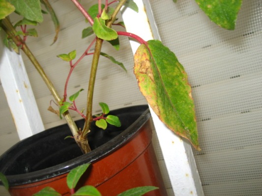 [Foto de planta, jardin, jardineria]