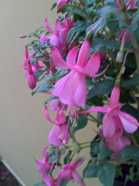 [Foto de planta, jardin, jardineria]