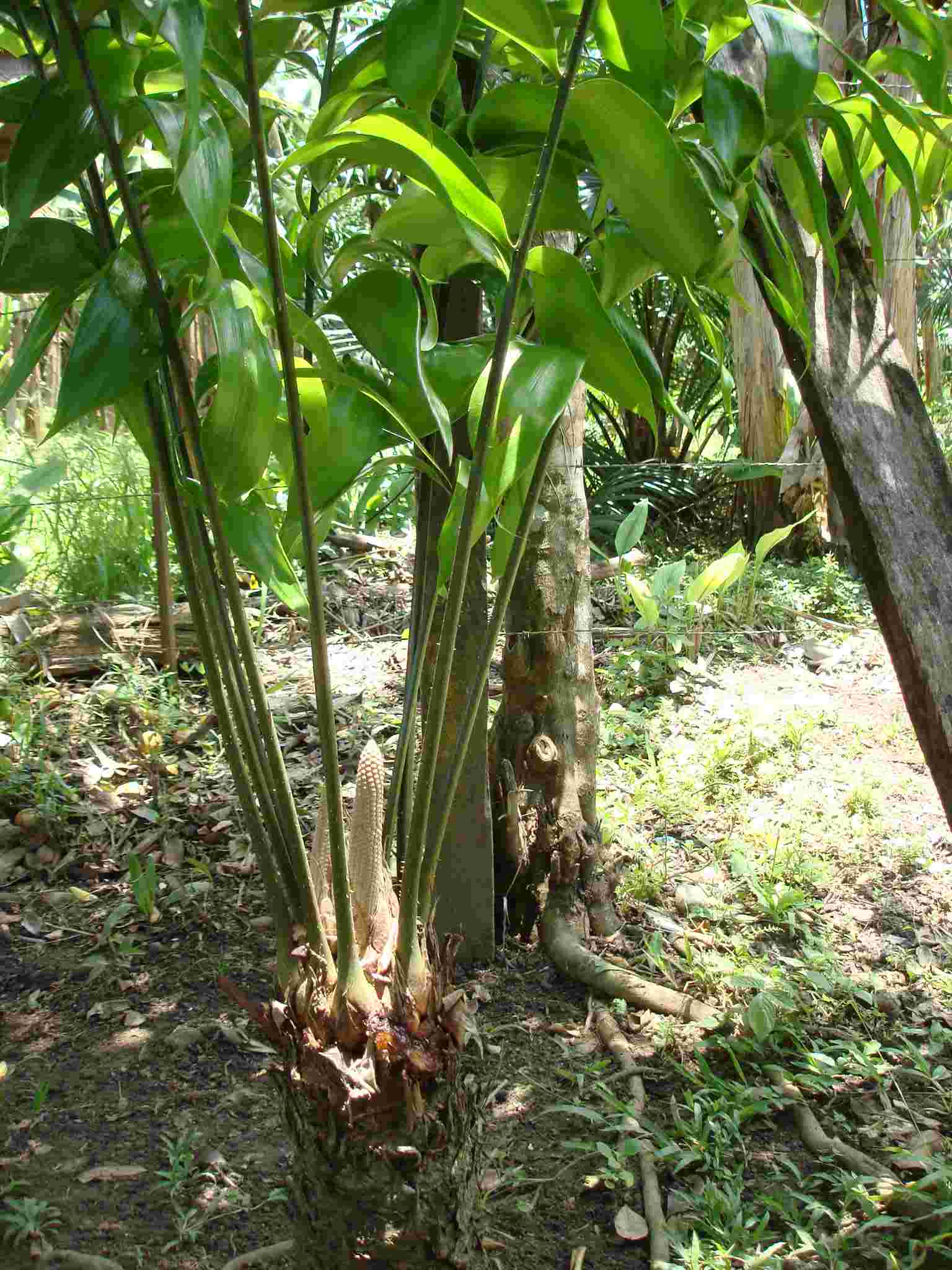 [Foto de planta, jardin, jardineria]