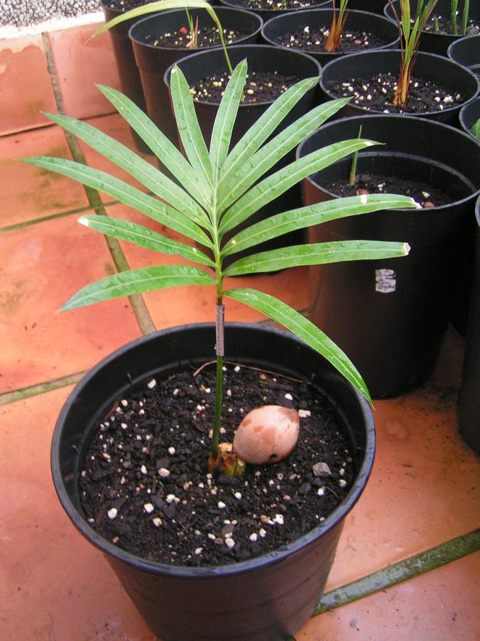 [Foto de planta, jardin, jardineria]