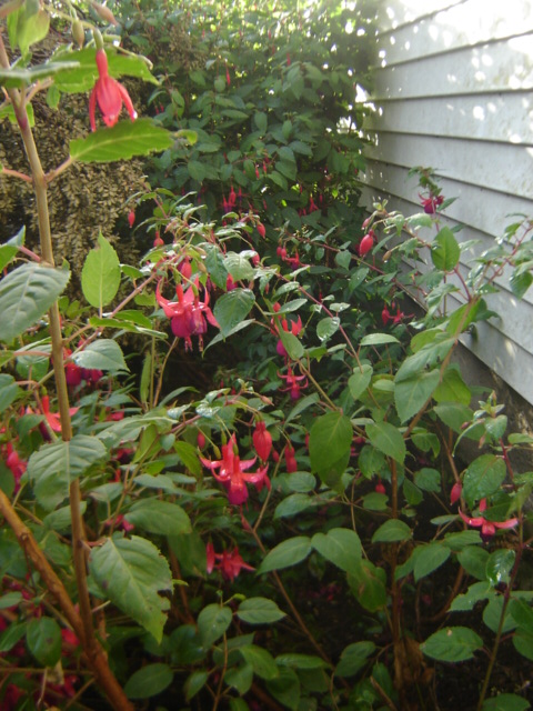 [Foto de planta, jardin, jardineria]