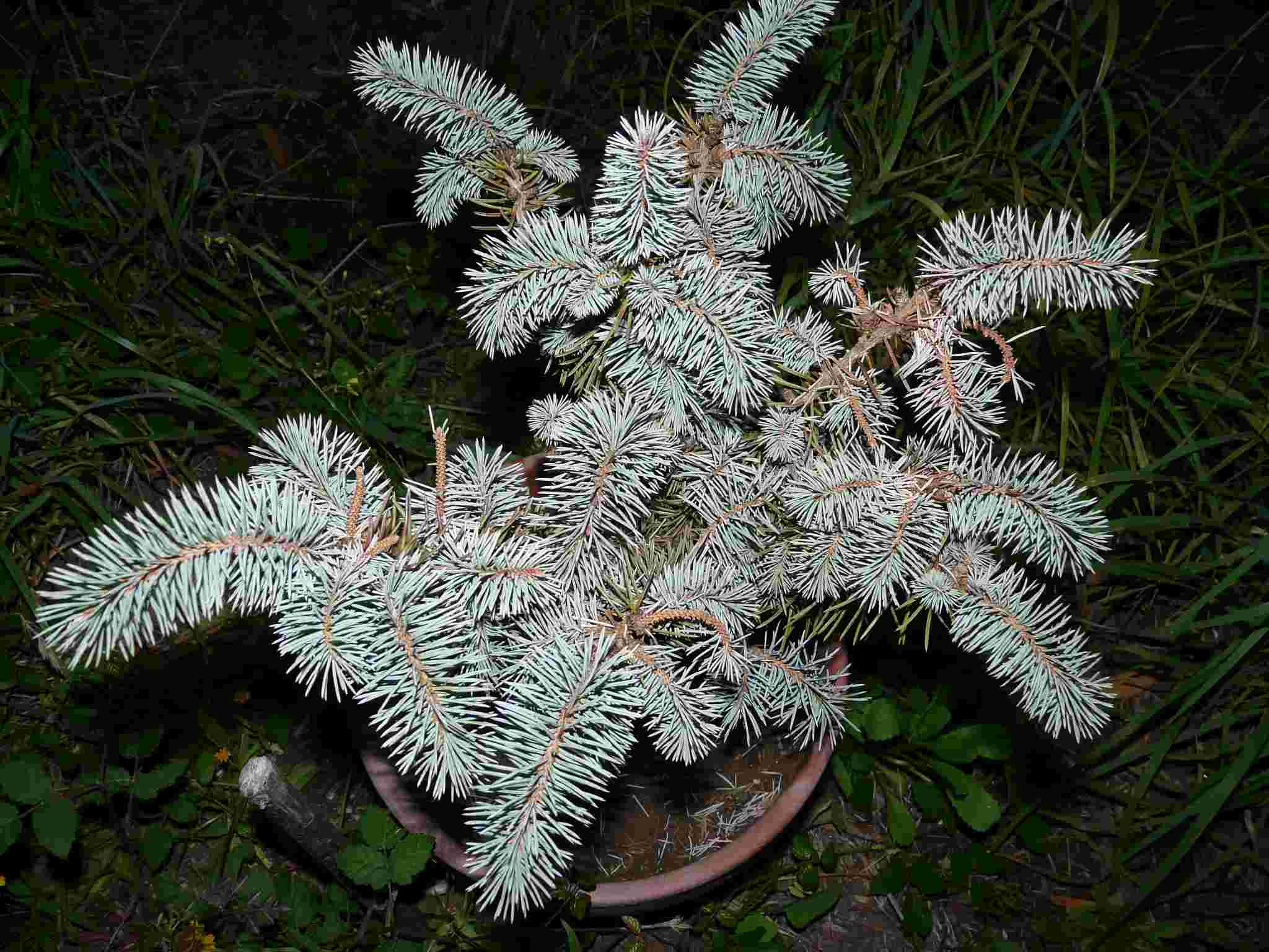 [Foto de planta, jardin, jardineria]