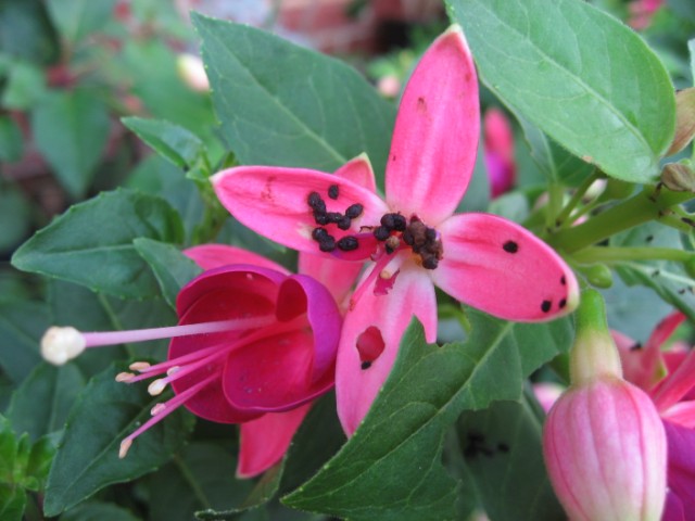 [Foto de planta, jardin, jardineria]