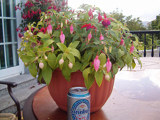 [Foto de planta, jardin, jardineria]