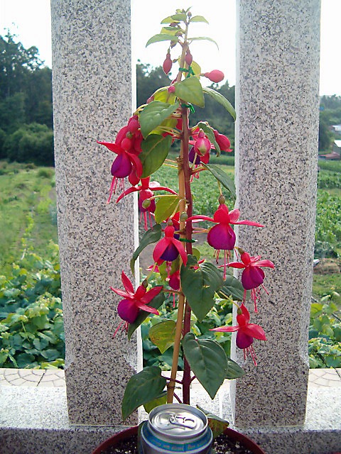 [Foto de planta, jardin, jardineria]