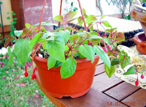 [Foto de planta, jardin, jardineria]