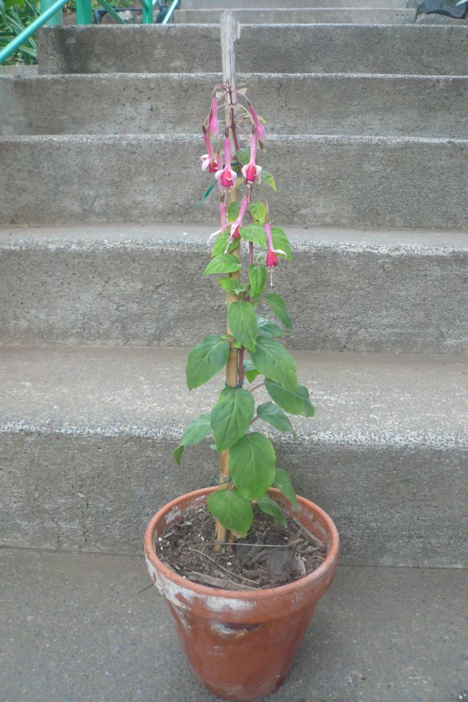 [Foto de planta, jardin, jardineria]