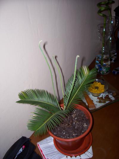 [Foto de planta, jardin, jardineria]
