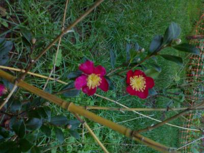 [Foto de planta, jardin, jardineria]