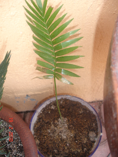 [Foto de planta, jardin, jardineria]