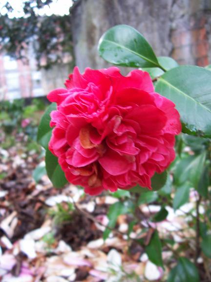 [Foto de planta, jardin, jardineria]