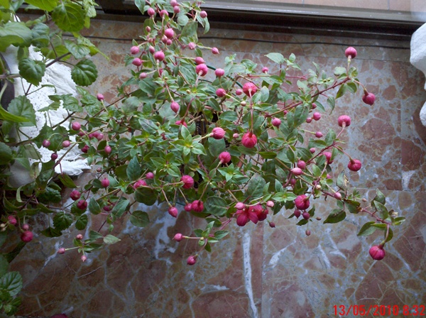 [Foto de planta, jardin, jardineria]