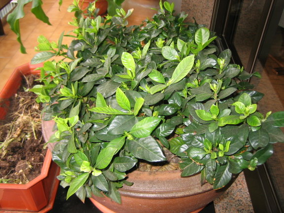 [Foto de planta, jardin, jardineria]