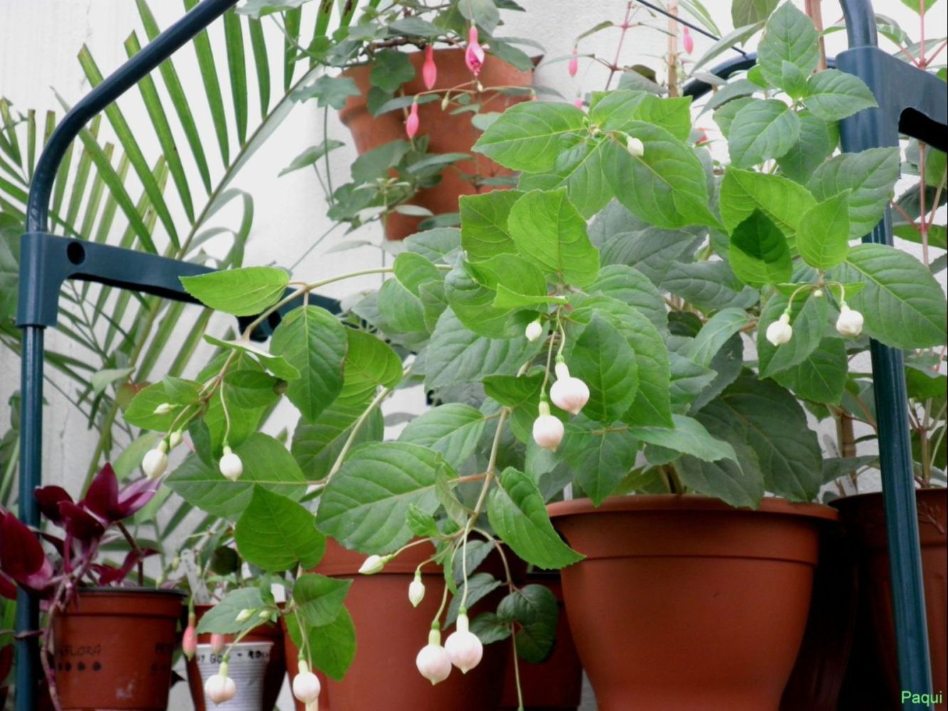 [Foto de planta, jardin, jardineria]