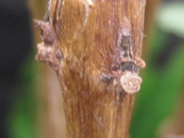 [Foto de planta, jardin, jardineria]